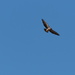 Swainson's Hawk