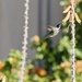 Costa's Hummingbird