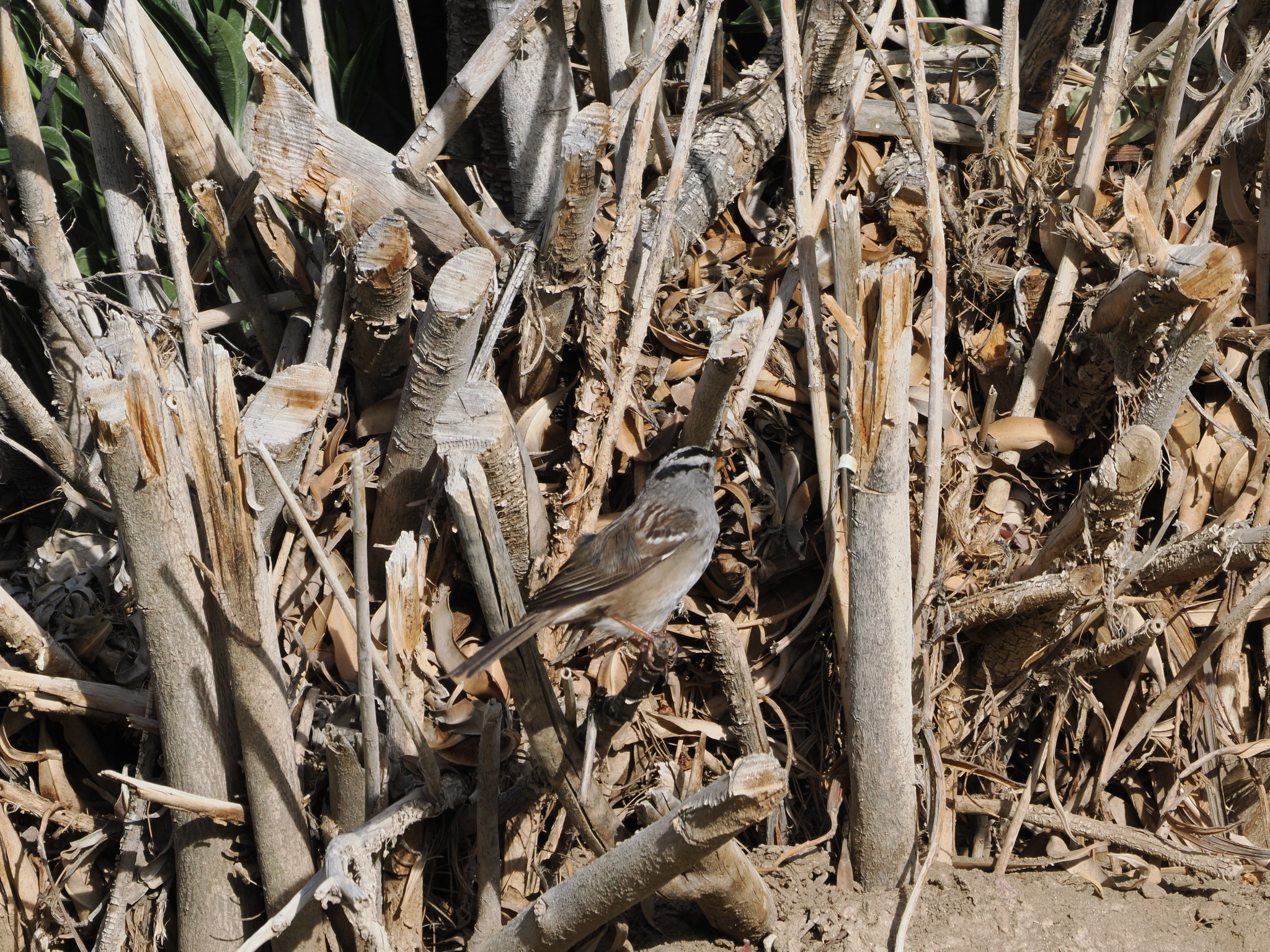 Zonotrichia leucophrys