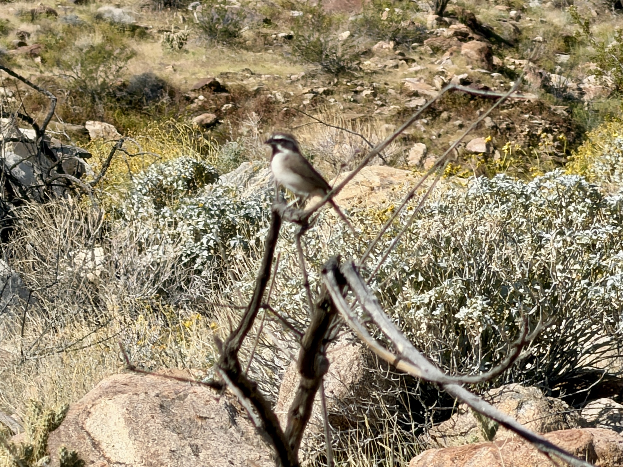 Amphispiza bilineata