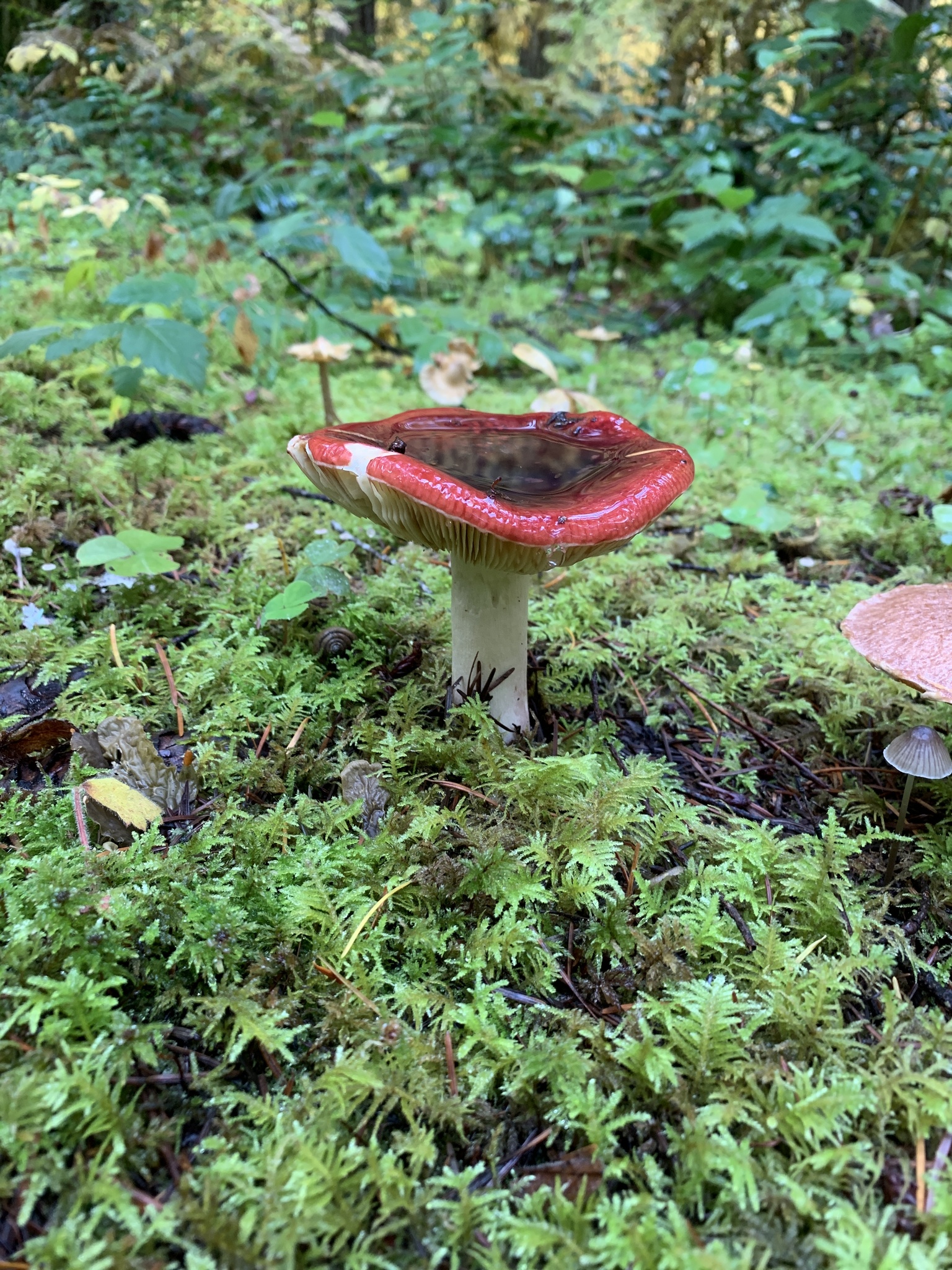 Russula