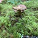 Fungi Including Lichens