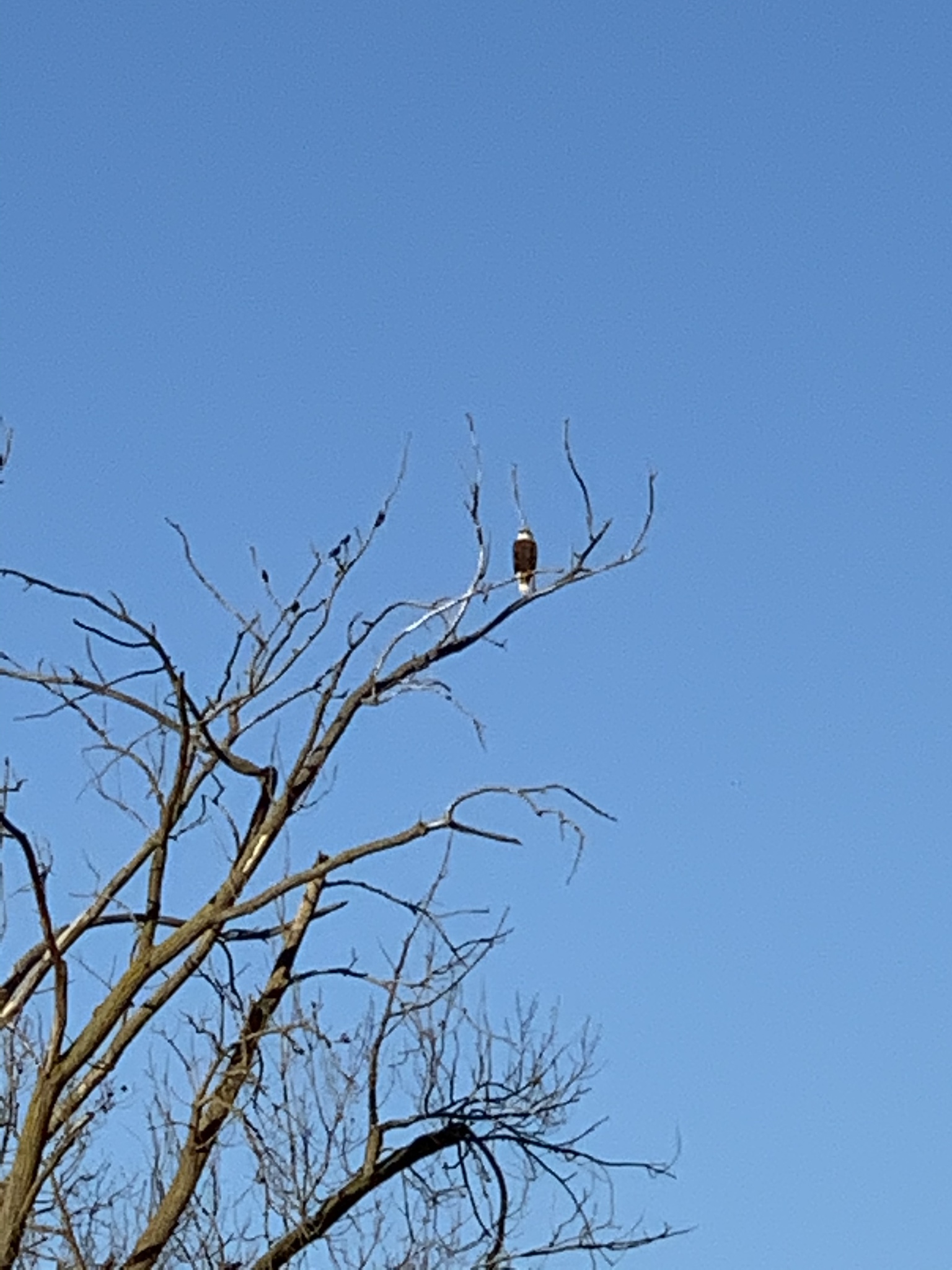 Haliaeetus leucocephalus