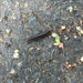 Yellow-spotted Millipede