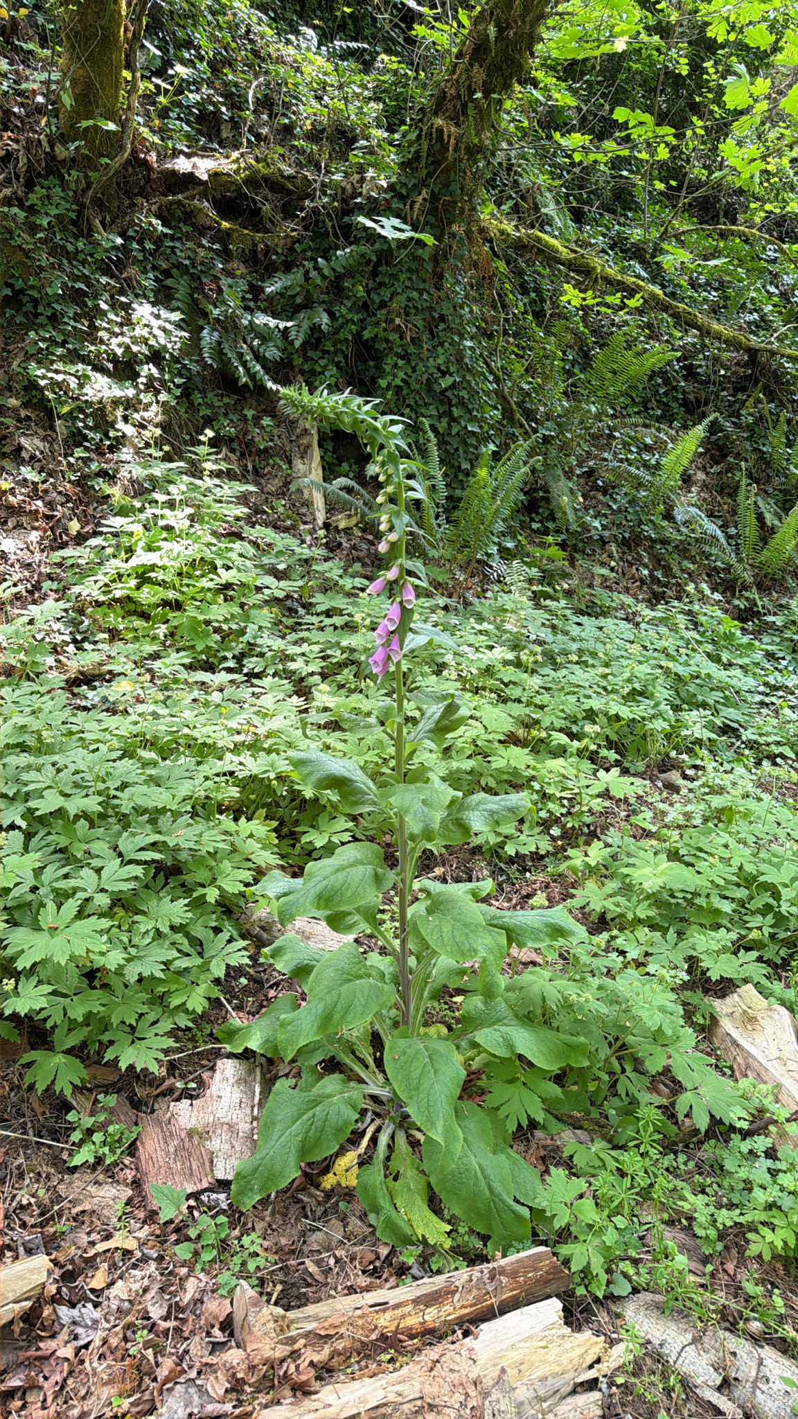 Digitalis purpurea