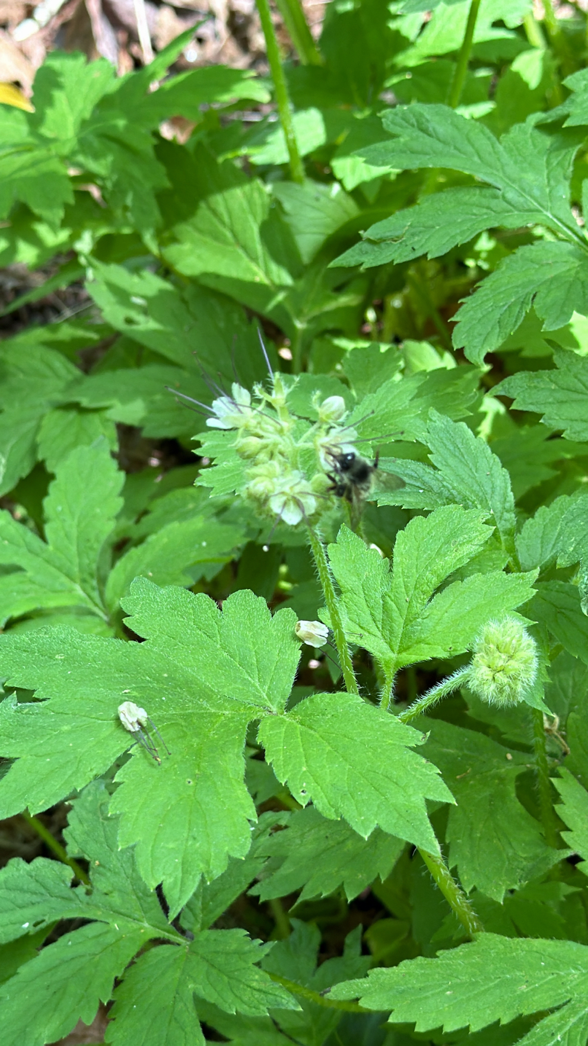Hydrophyllum tenuipes