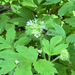 Yellow-fronted Bumble Bee