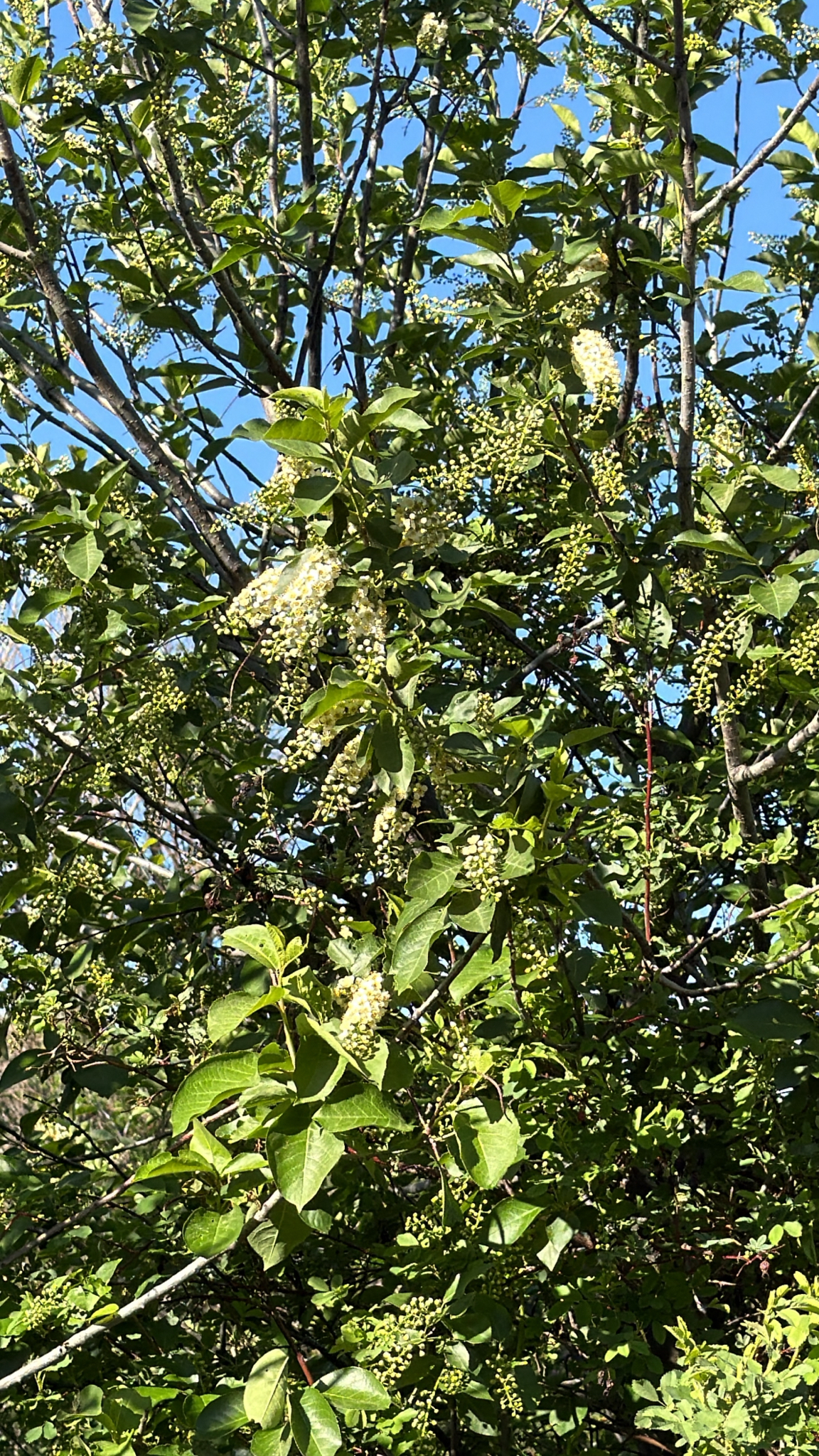 Prunus virginiana