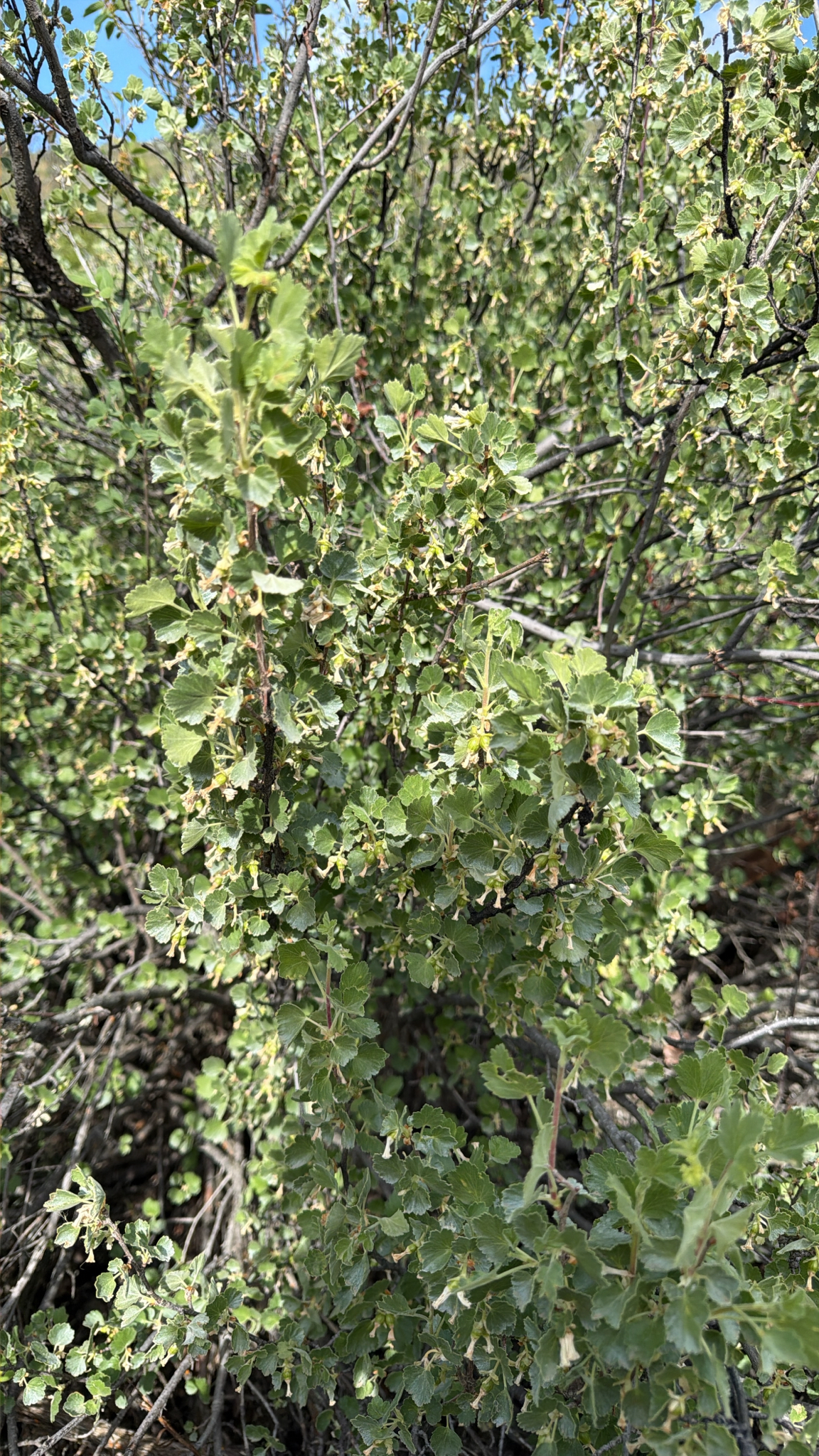 Ribes cereum