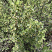 wax currant
