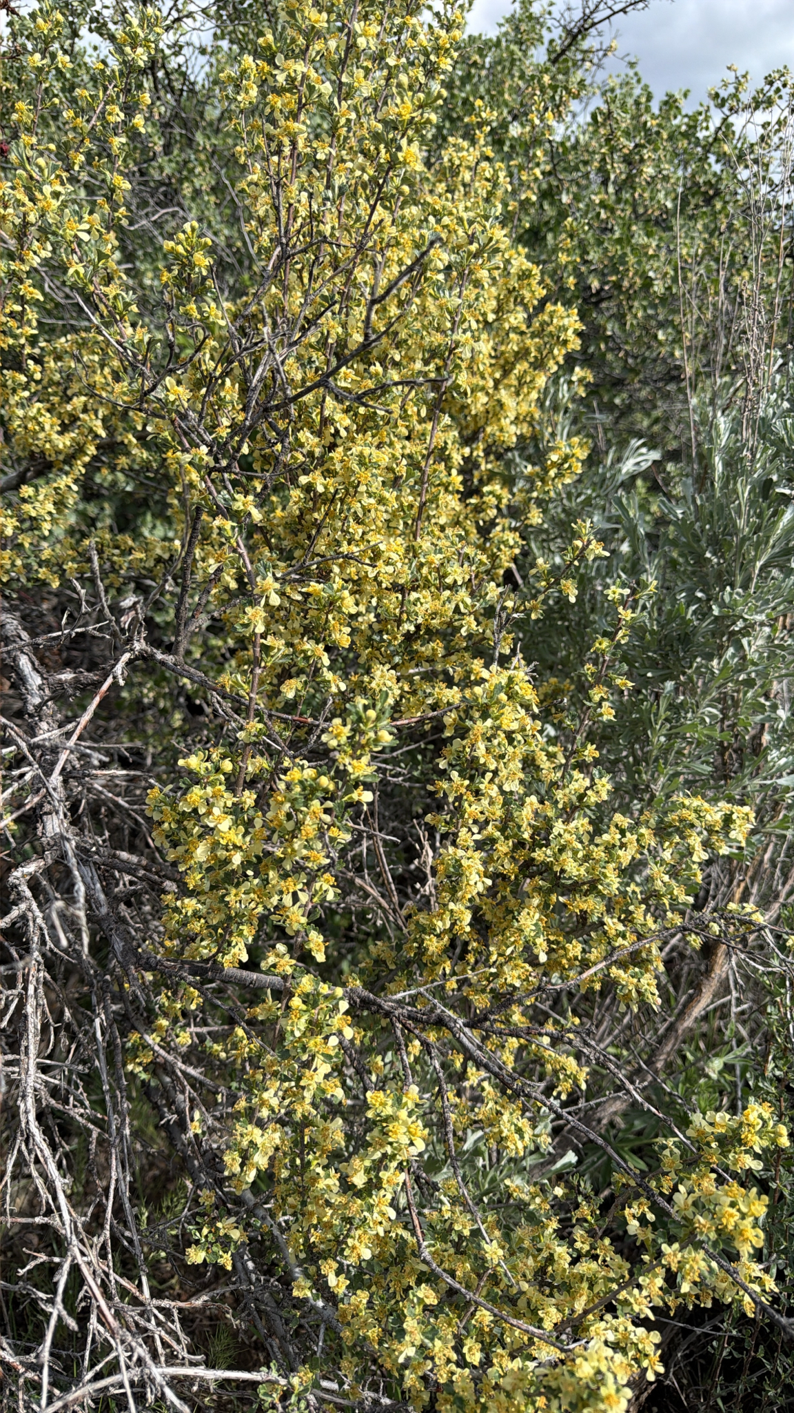 Purshia tridentata
