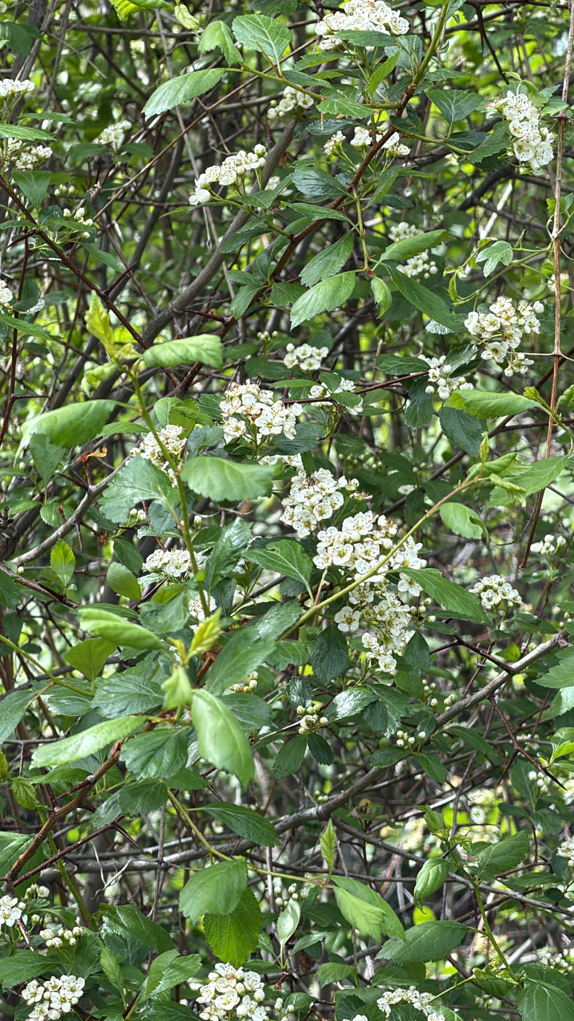 Crataegus douglasii