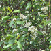 Black Hawthorn