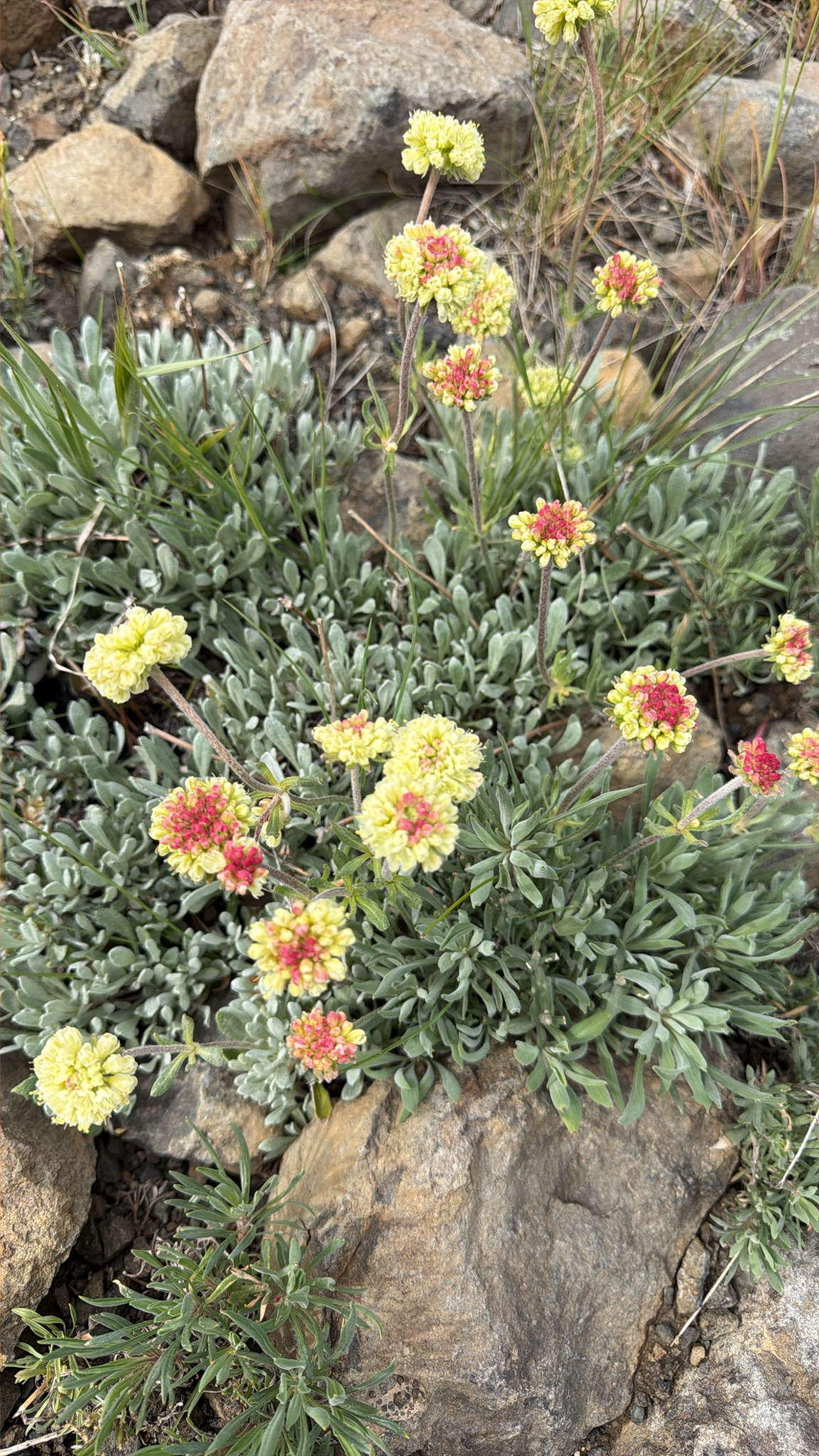 Eriogonum douglasii