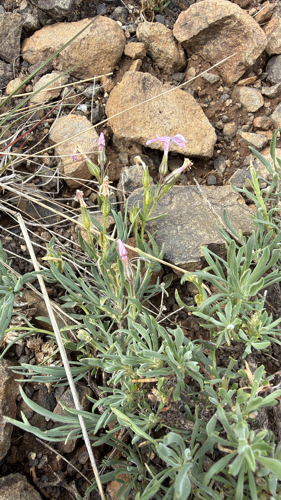 Phlox longifolia