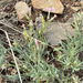 Longleaf Phlox