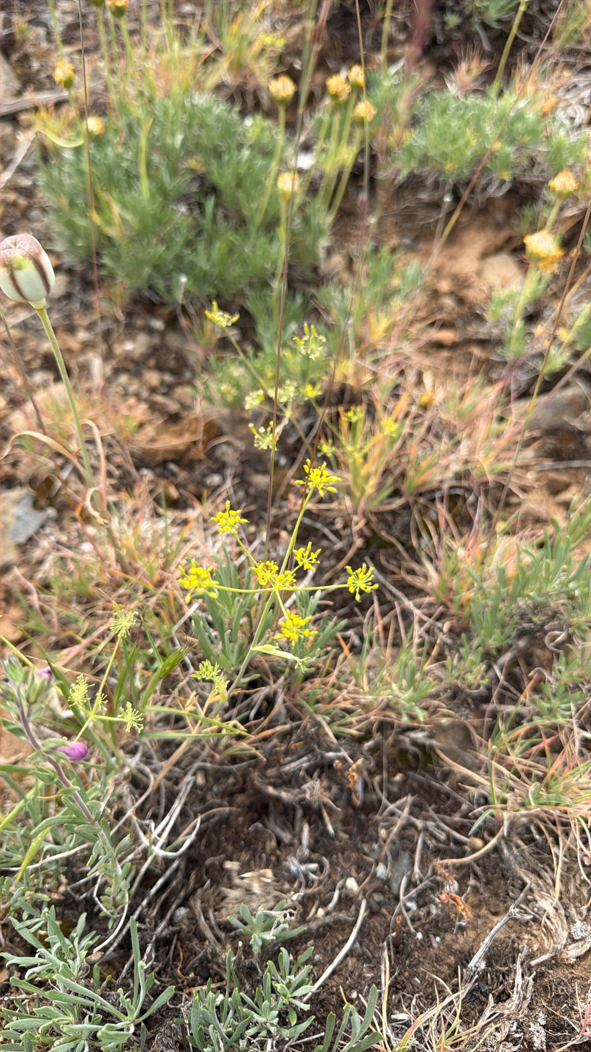 Lomatium ambiguum