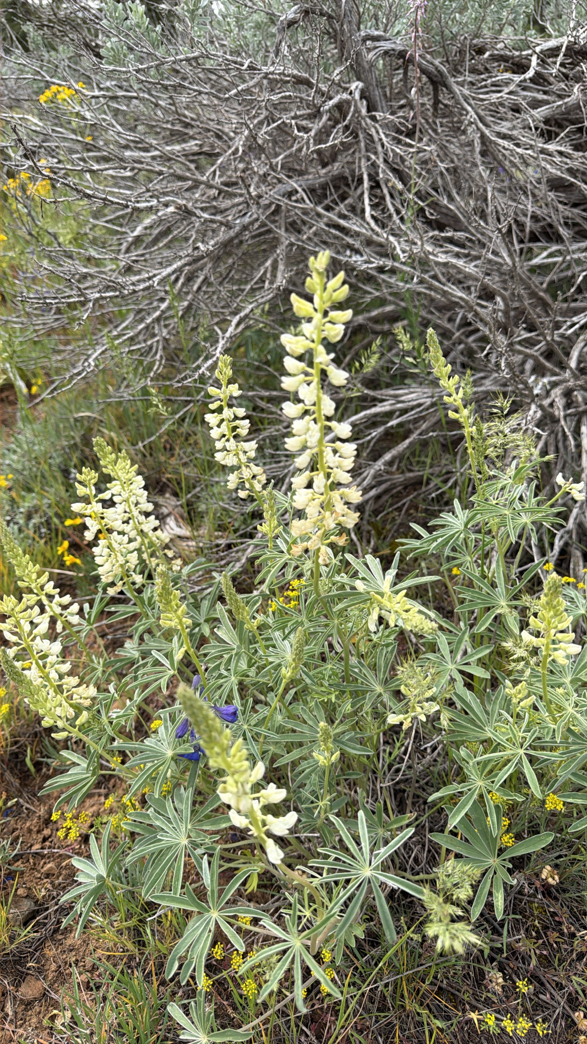 Lupinus sulphureus