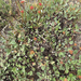 Arrowleaf Buckwheat