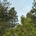 Mountain Bluebird