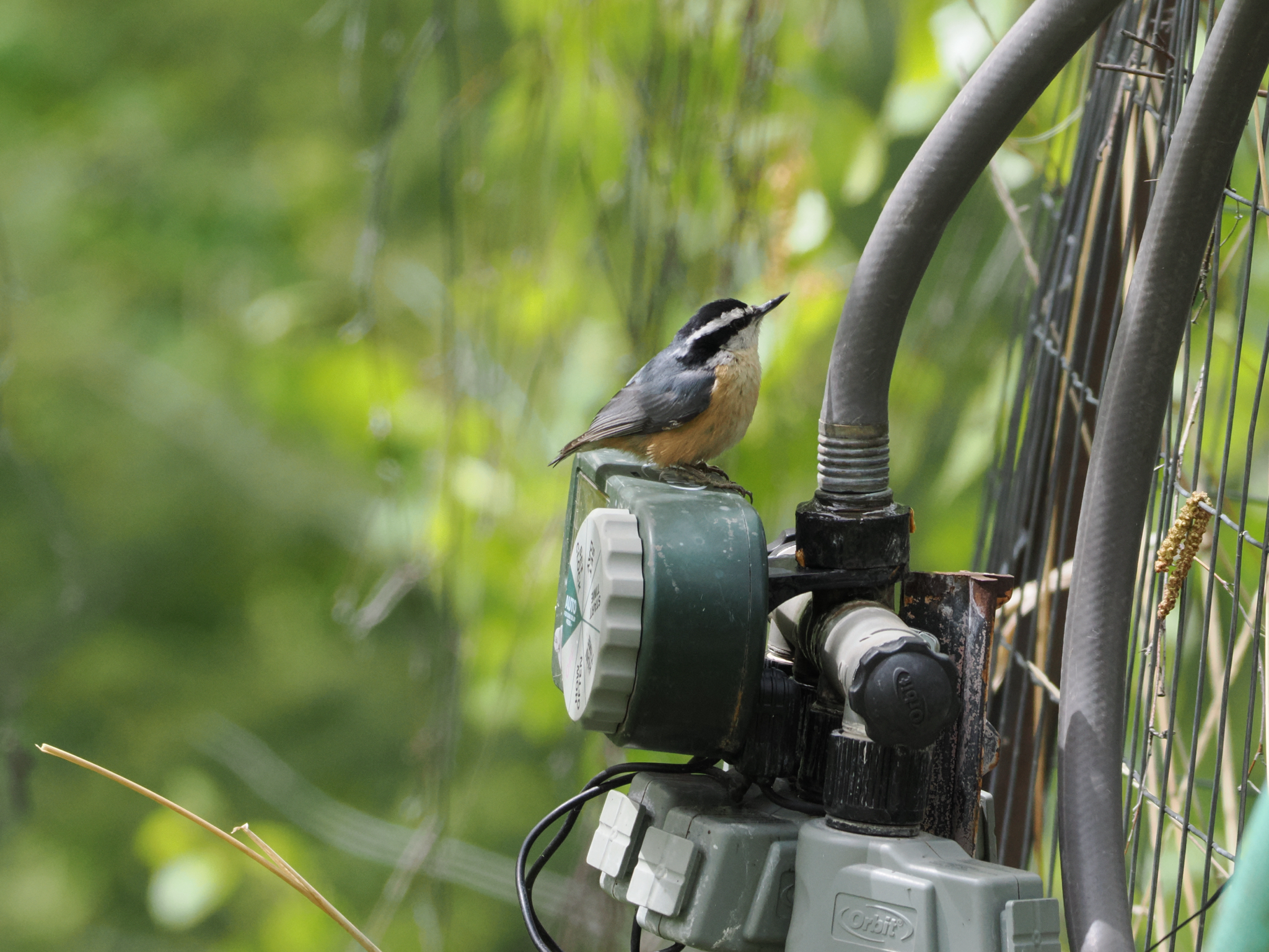 Sitta canadensis