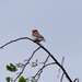 Cassin's Finch