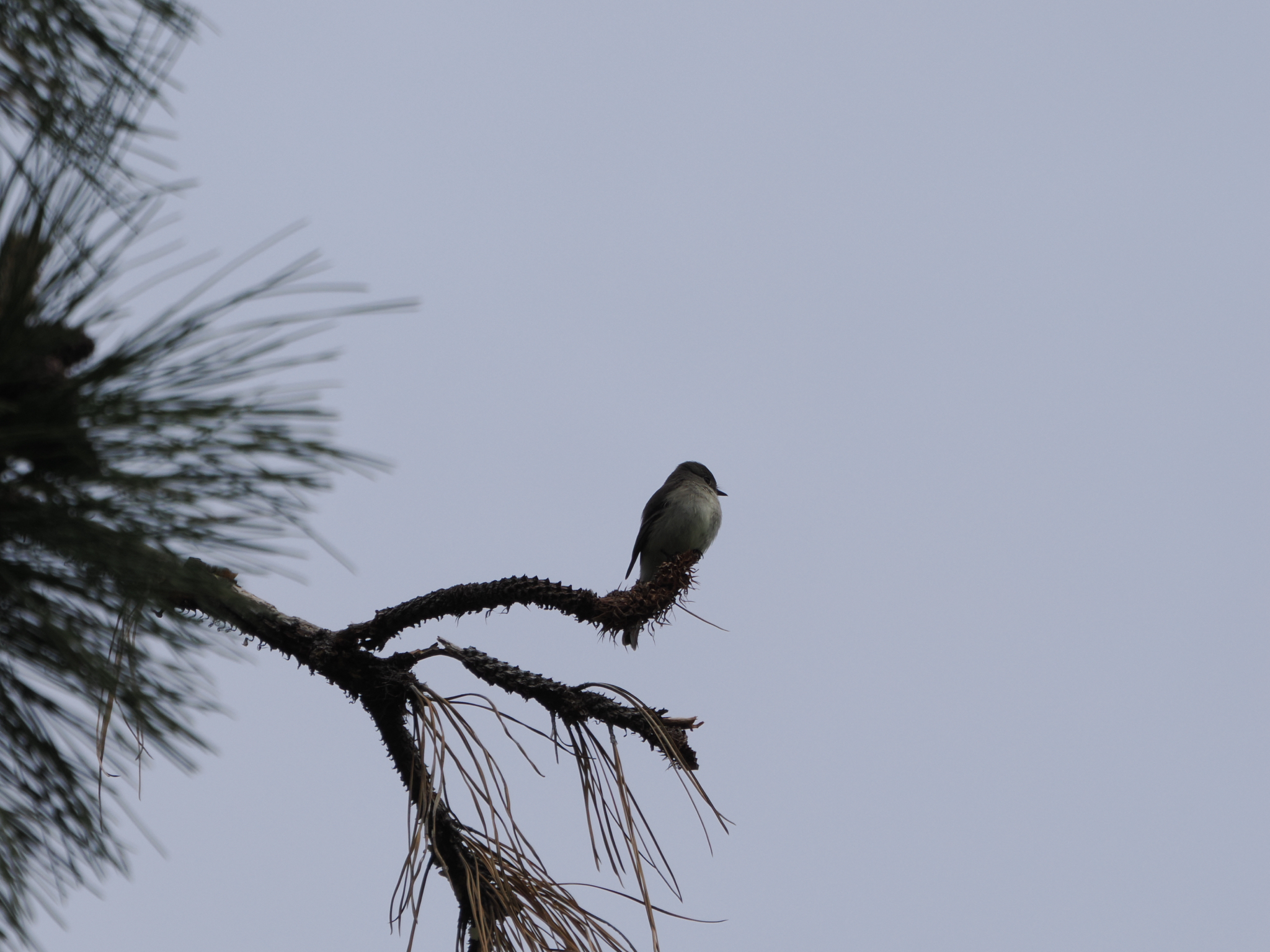 Empidonax oberholseri