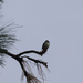Dusky Flycatcher
