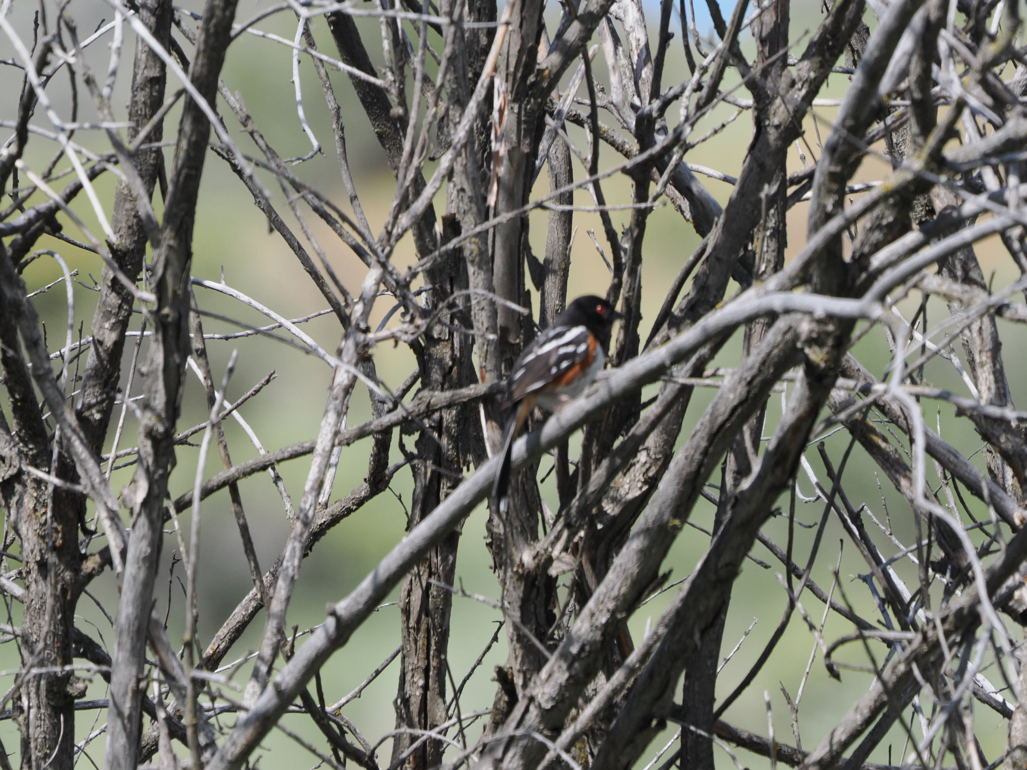 Pipilo maculatus