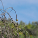 Northern Yellow Warbler