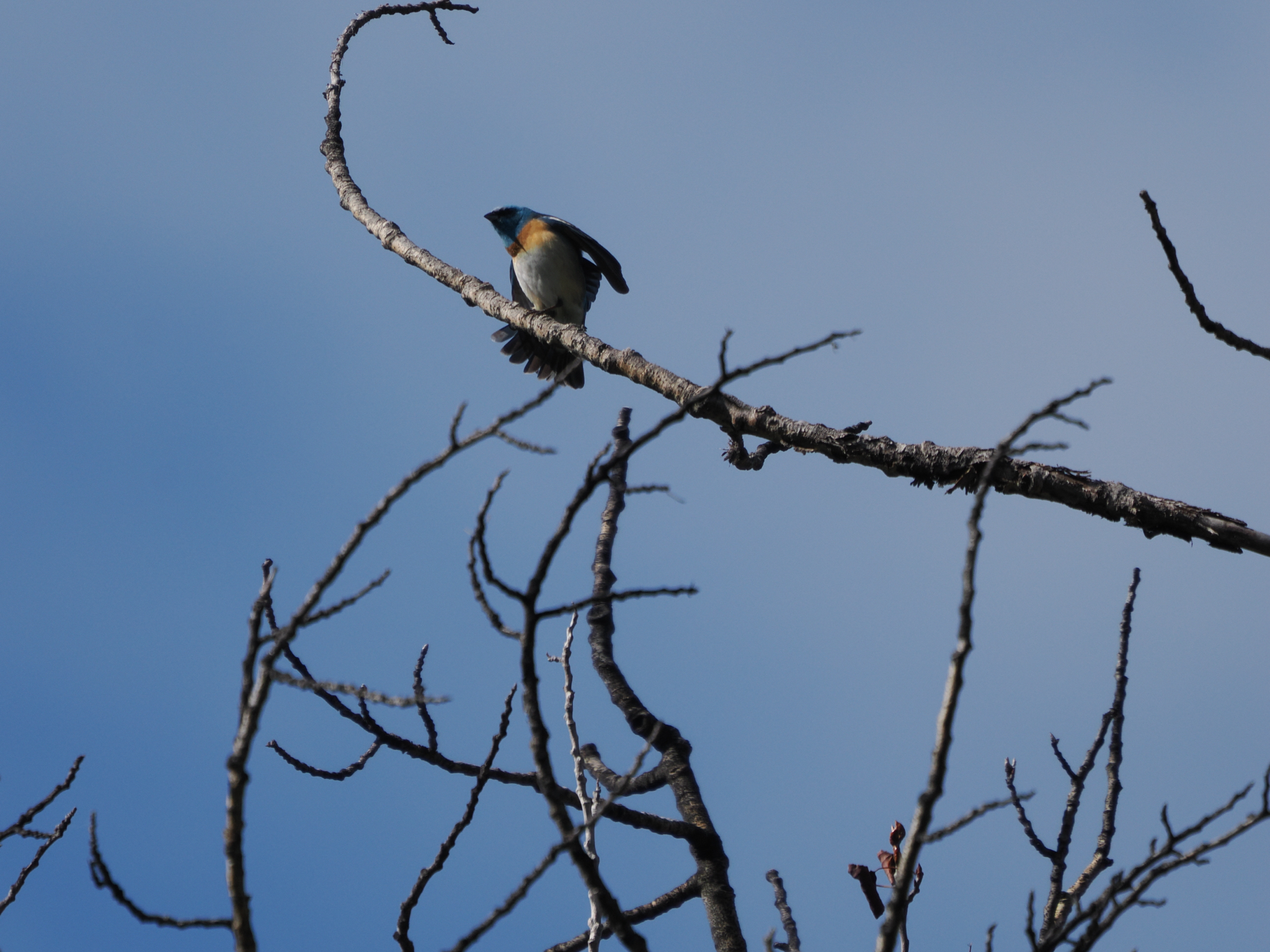 Passerina amoena