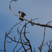 Lazuli Bunting