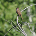 Song Sparrow
