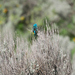 Lazuli Bunting