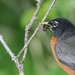 American Robin