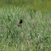 Red-winged Blackbird