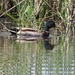 Mallard