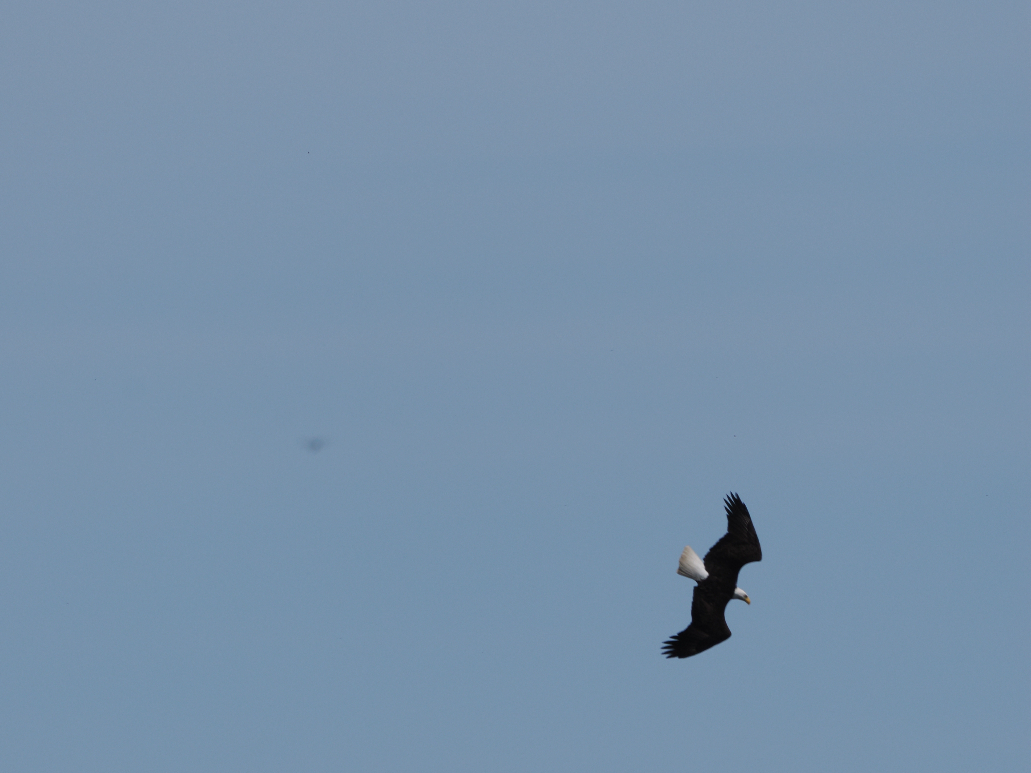 Haliaeetus leucocephalus