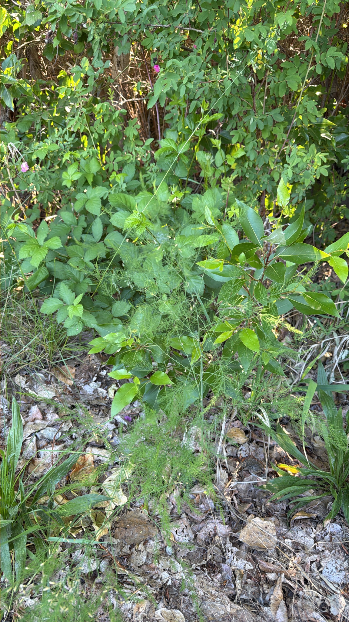 Asparagus officinalis