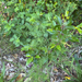 wild asparagus