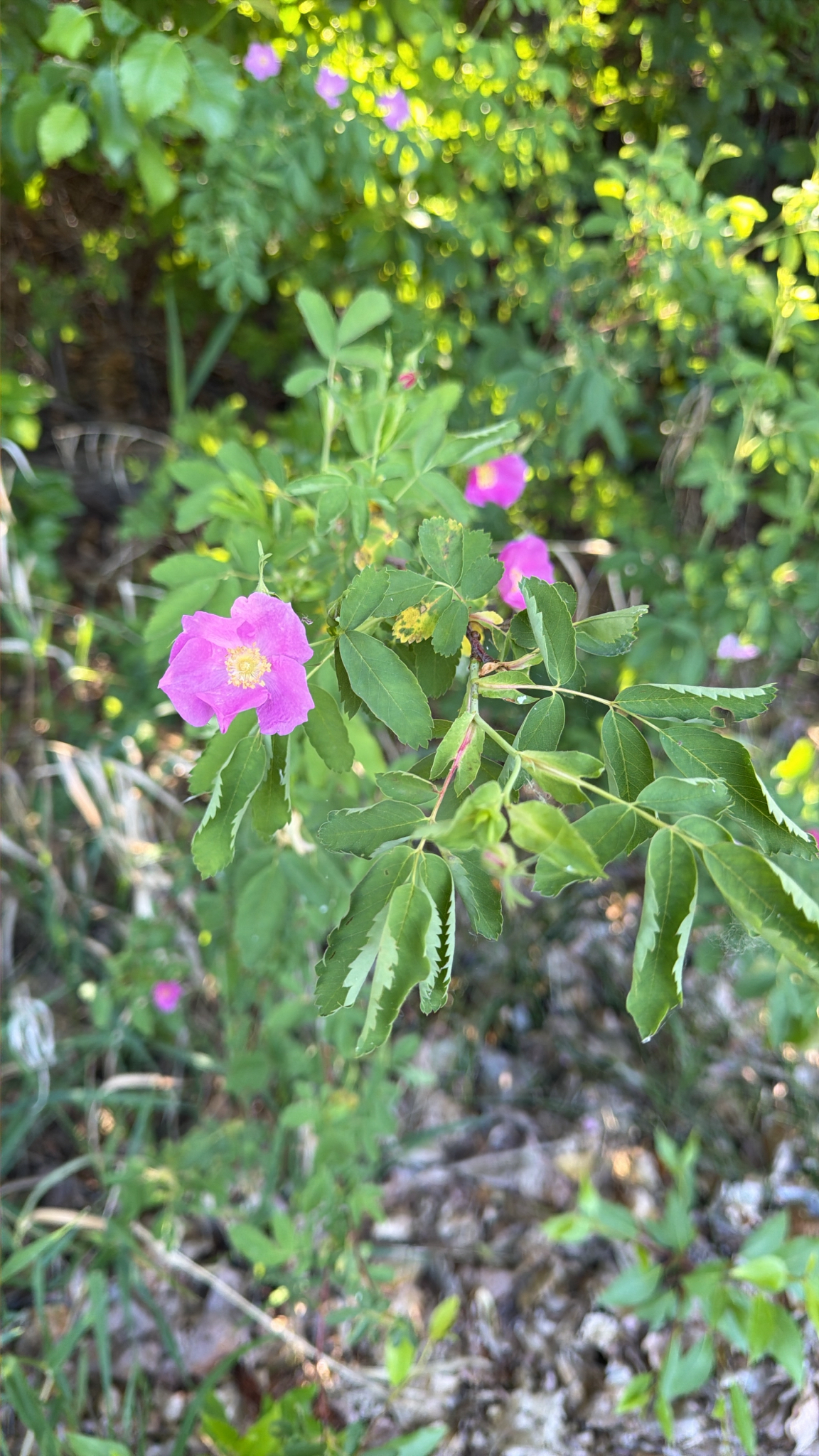Rosa