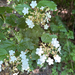 guelder-rose