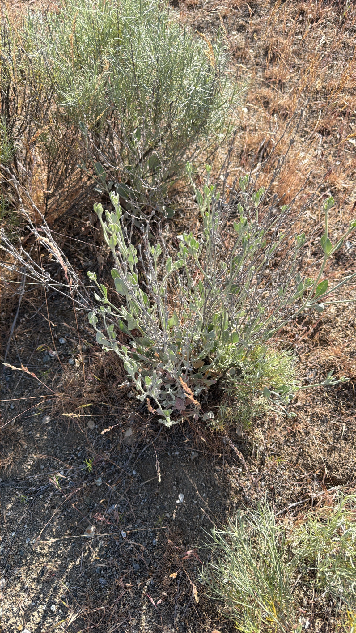 Eriogonum niveum