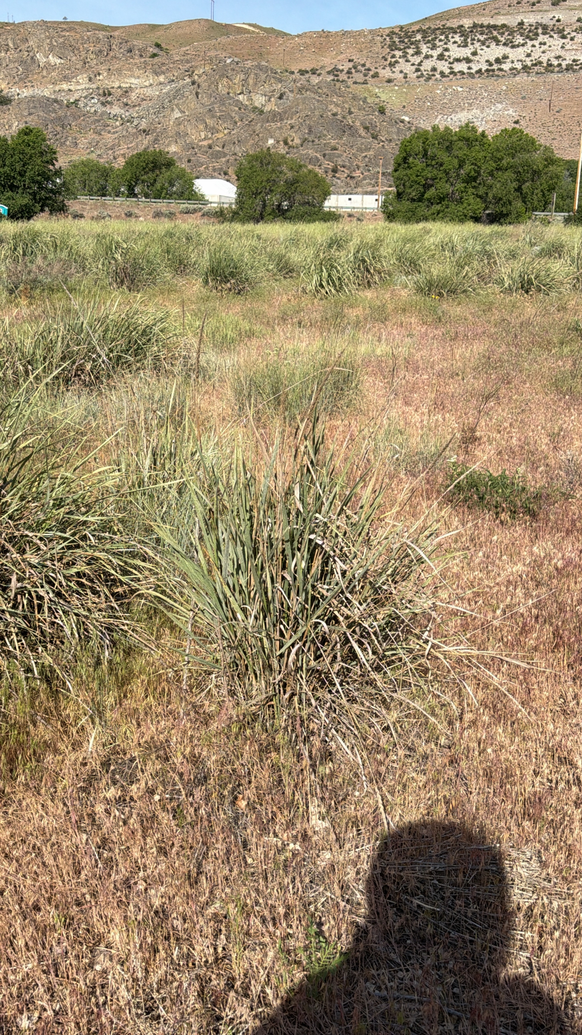 Leymus cinereus