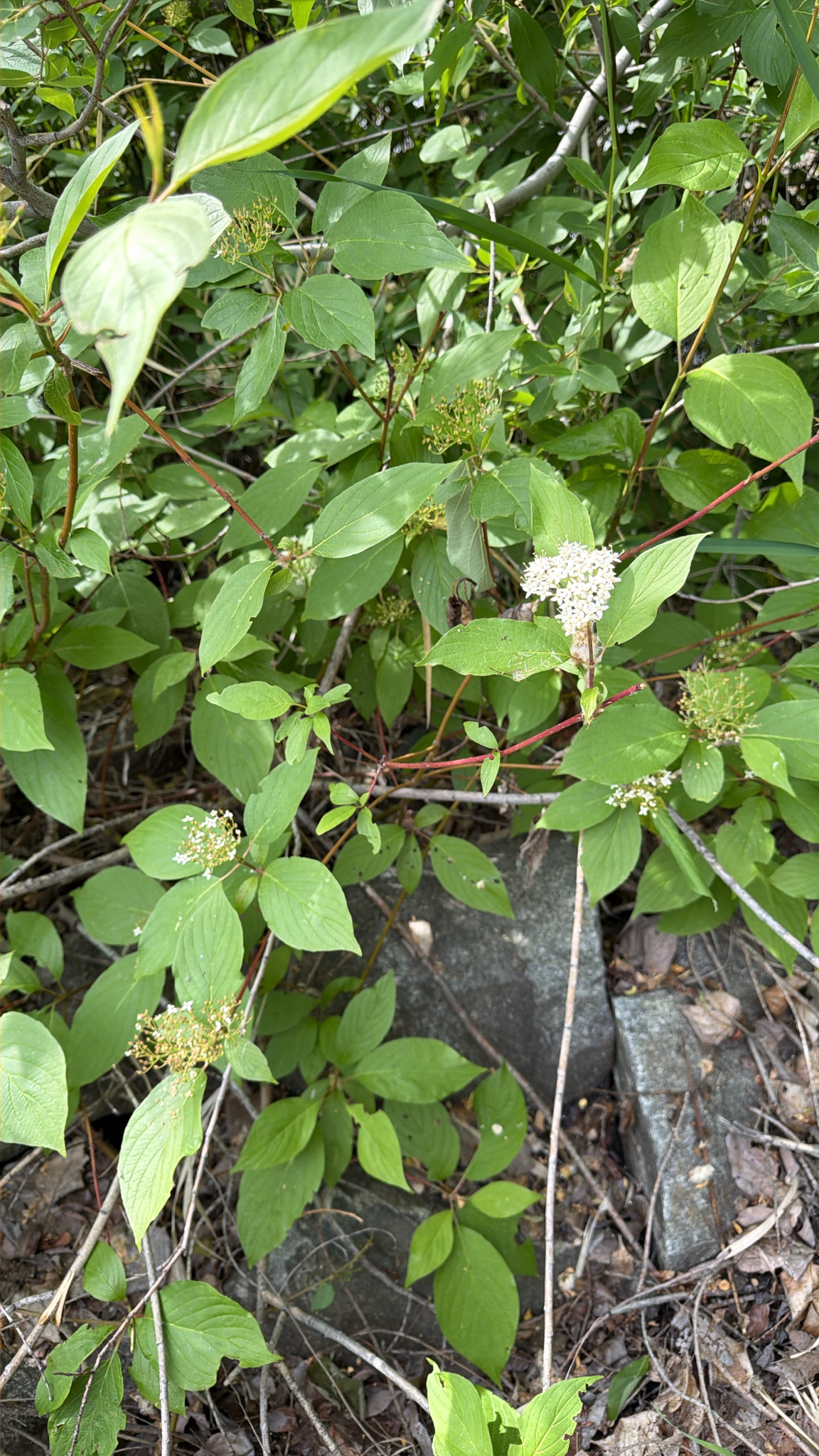 Cornus sericea