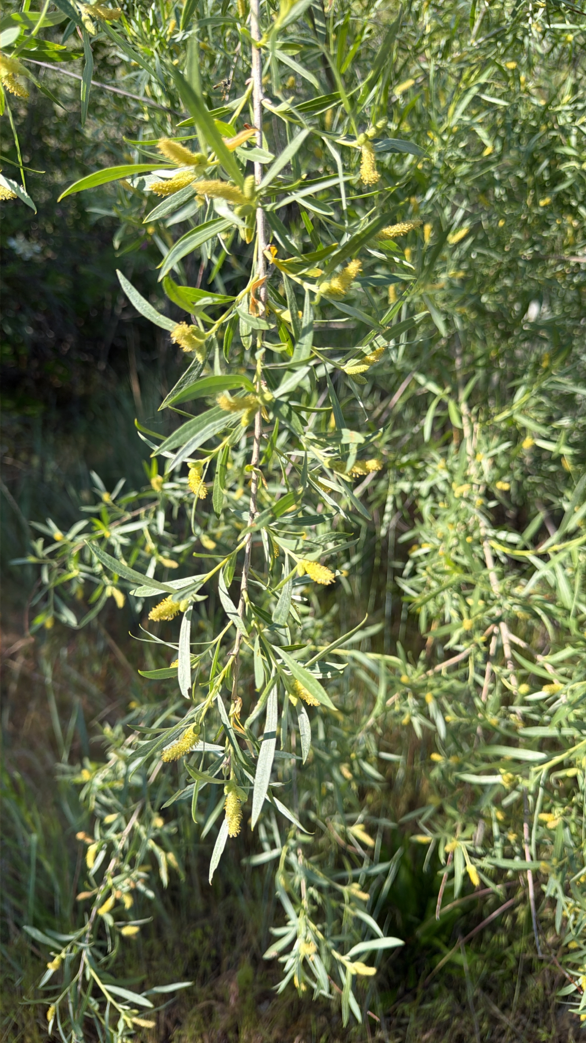Salix exigua