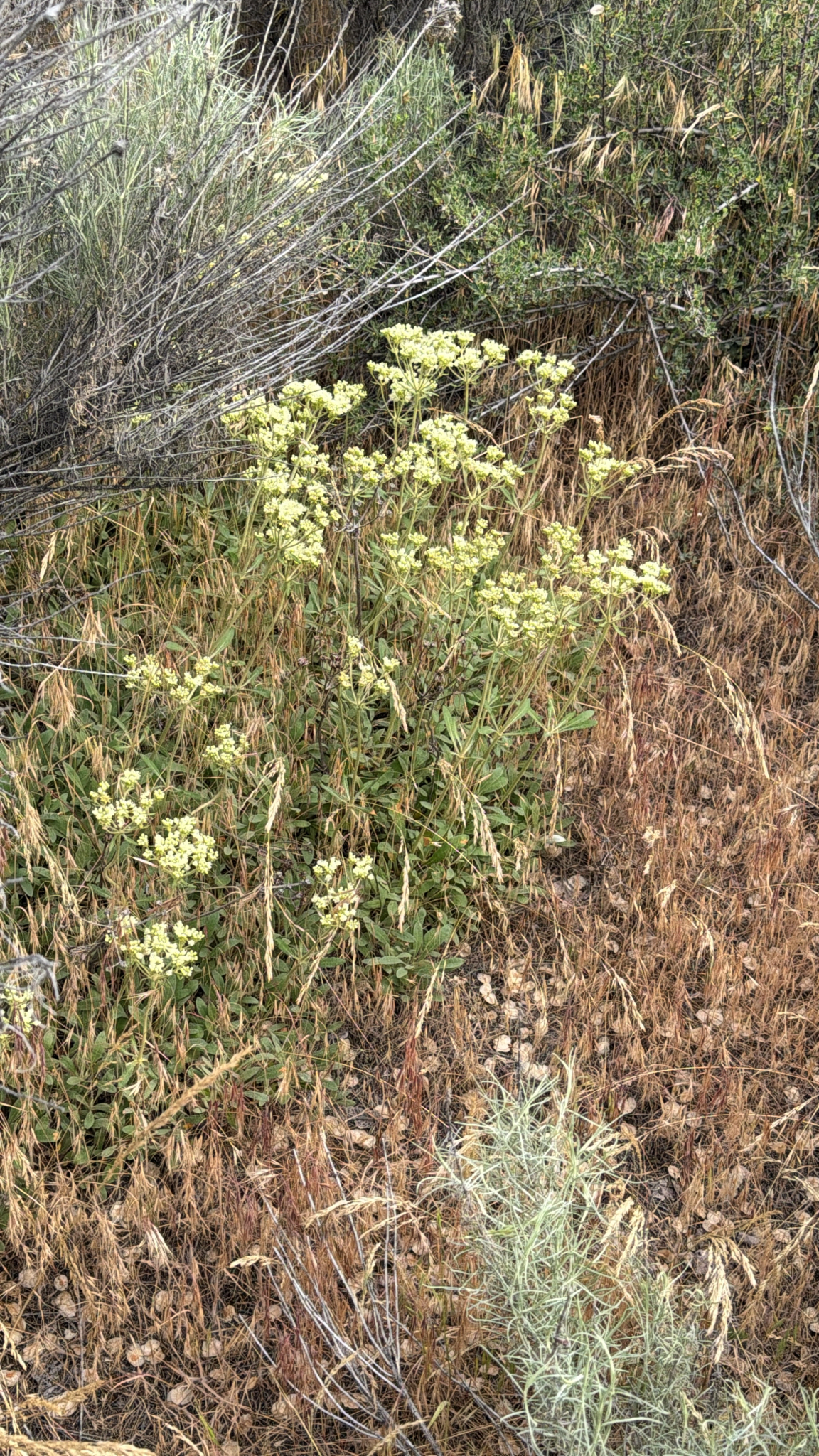 Eriogonum heracleoides