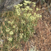 parsnipflower buckwheat