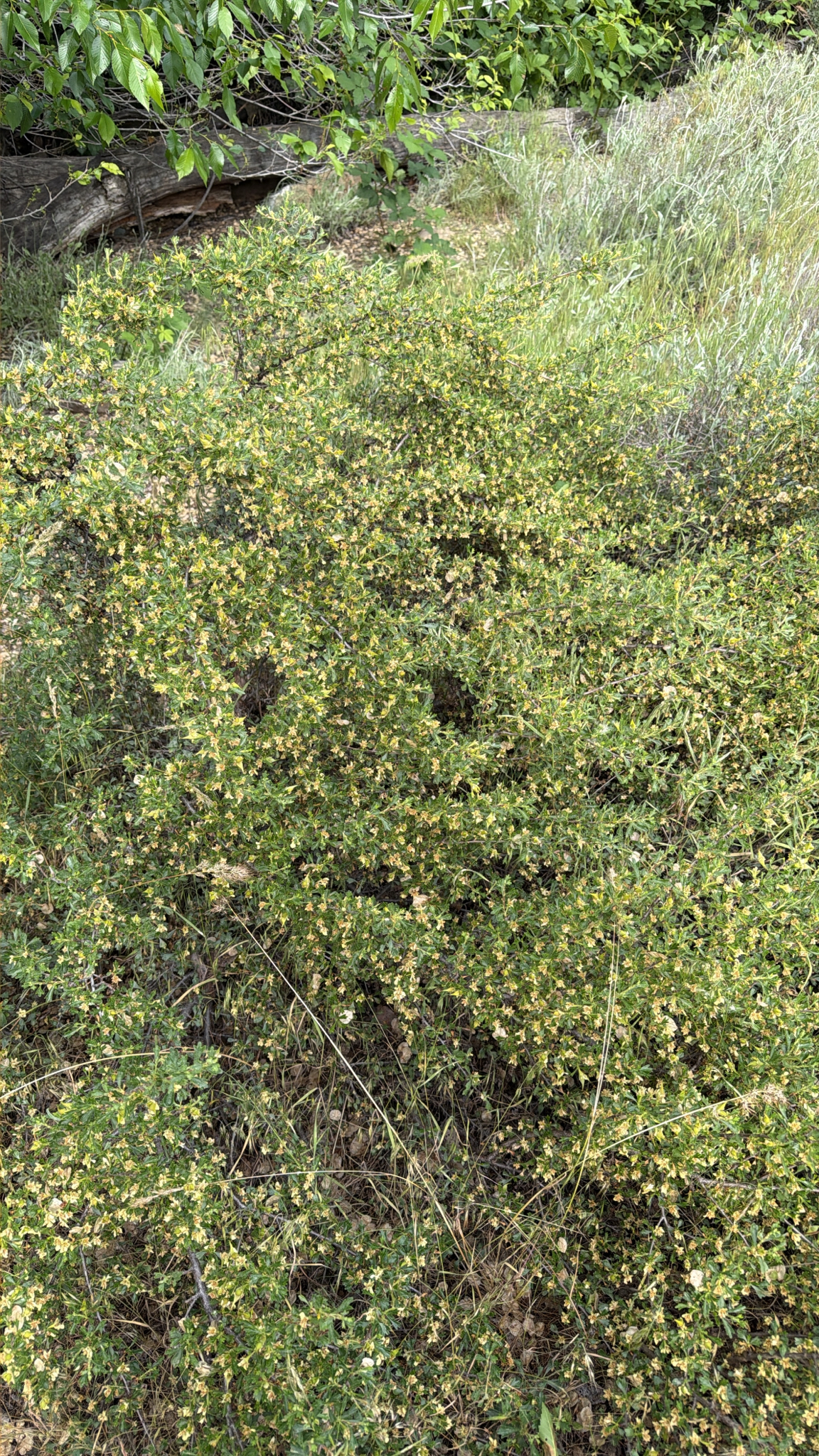 Purshia tridentata