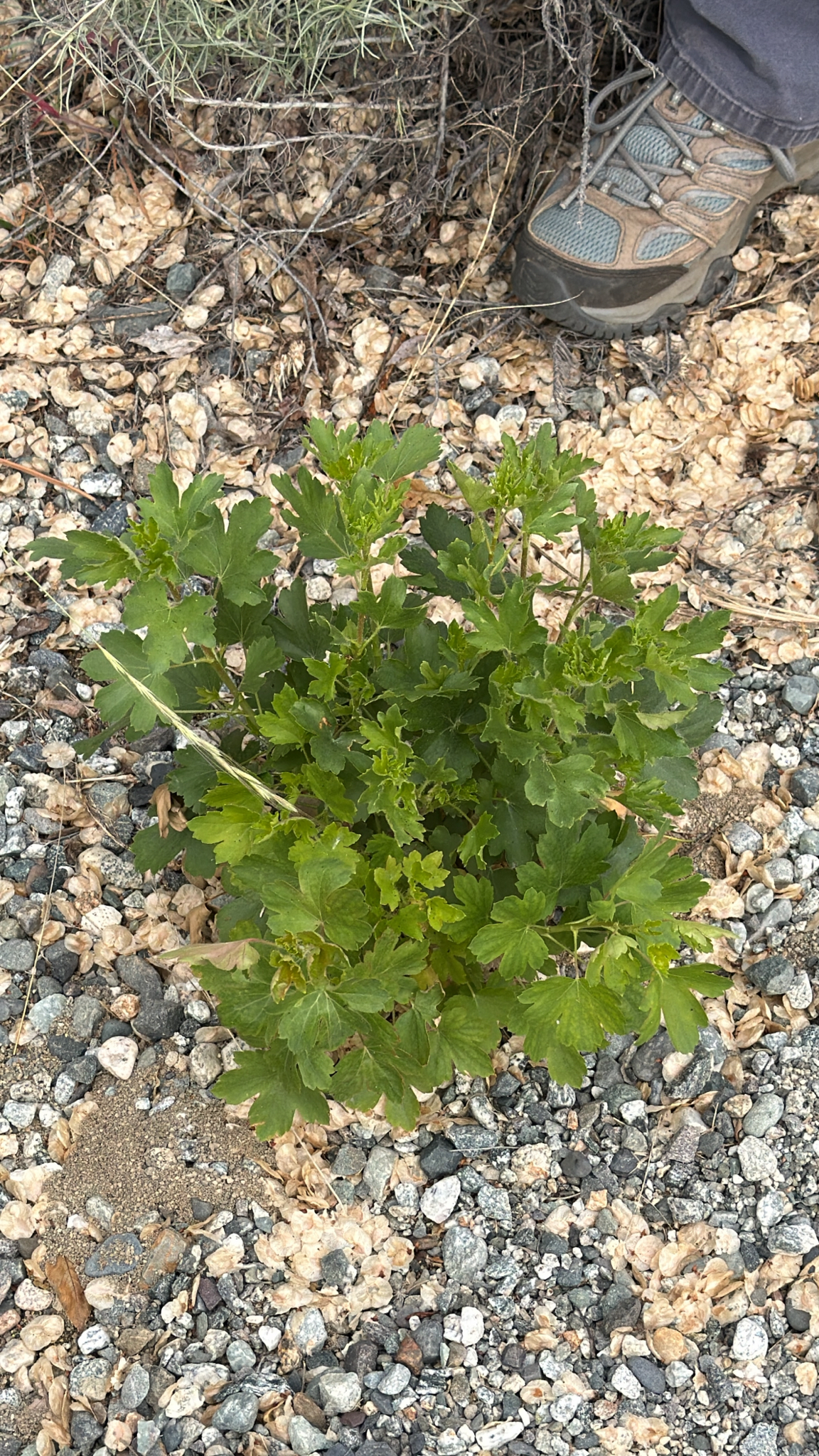 Ribes aureum